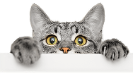 Cat Illustration
